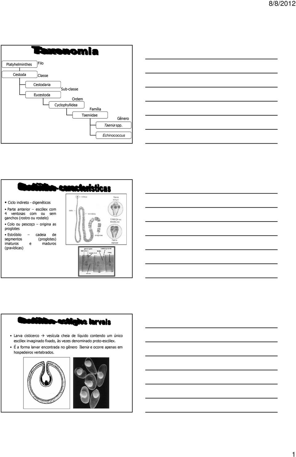 pescoço origina as proglotes Estróbilo cadeia de segmentos (proglotes) imaturos e maduros (gravídicas) Larva cisticerco vesícula cheia de