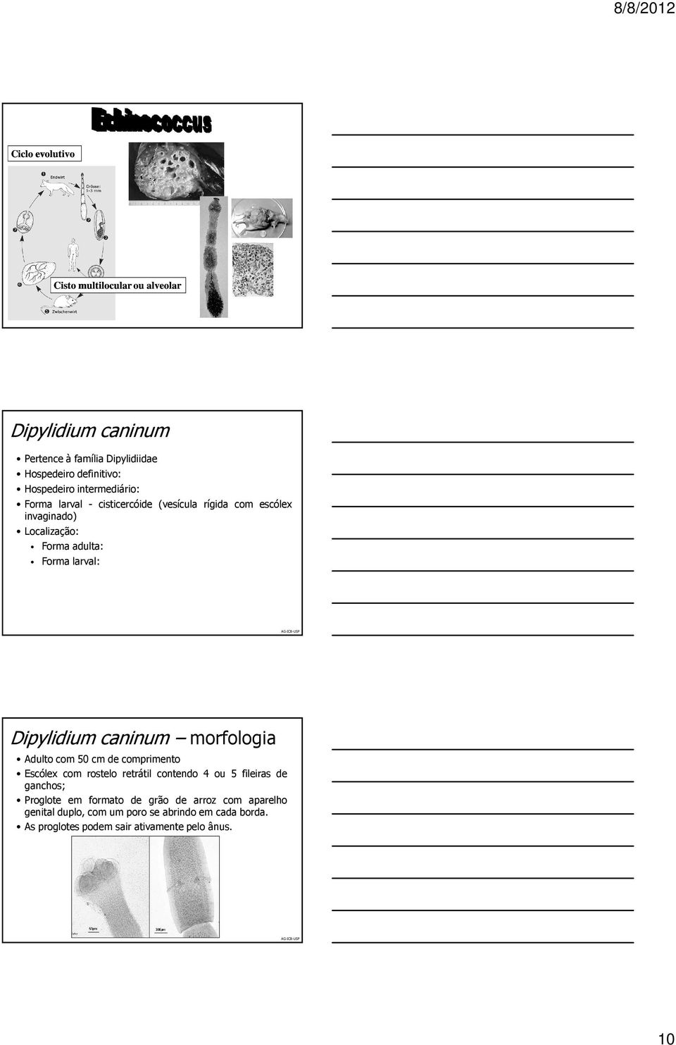 Dipylidium caninum morfologia Adulto com 50 cm de comprimento Escólex com rostelo retrátil contendo 4 ou 5 fileiras de ganchos;