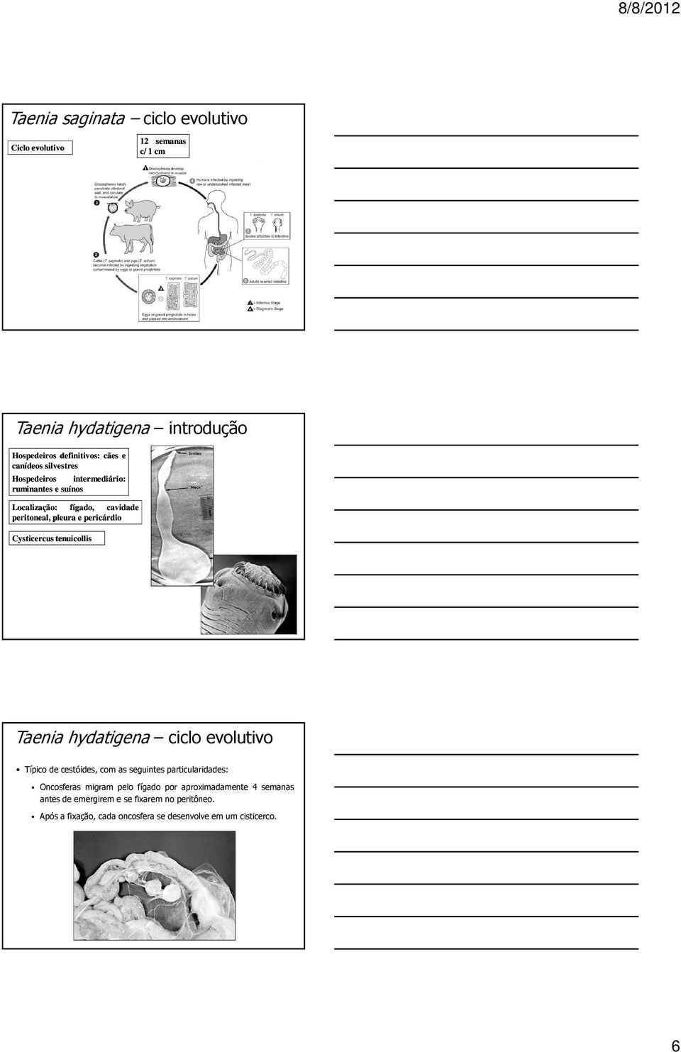 Cysticercus tenuicollis Taenia hydatigena ciclo evolutivo Típico de cestóides, com as seguintes particularidades: Oncosferas migram