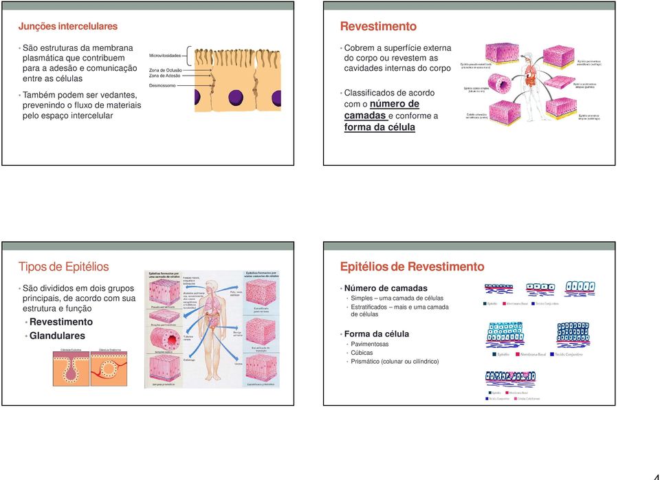 camadas e conforme a forma da célula Tipos de Epitélios São divididos em dois grupos principais, de acordo com sua estrutura e função Revestimento Glandulares Epitélios de