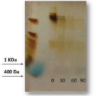 Peso molecular ( PM ) Glutalytic Tempo (minutos) Delineamento Experimental: Meta: Degradação durante o tempo de trânsito do estômago/duodeno superior.