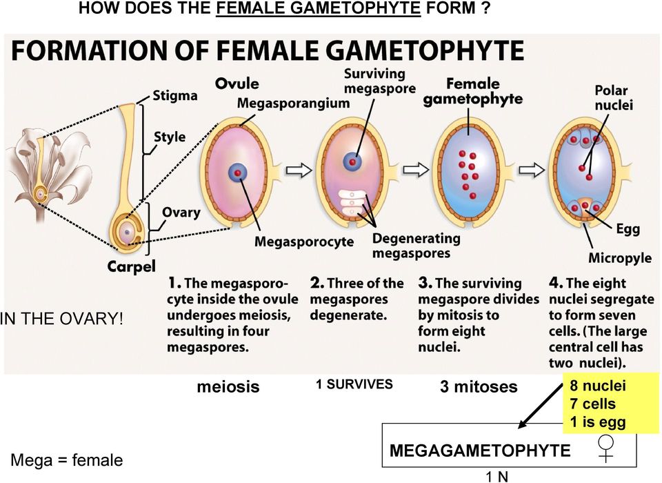 Mega = female meiosis 1 SURVIVES 3