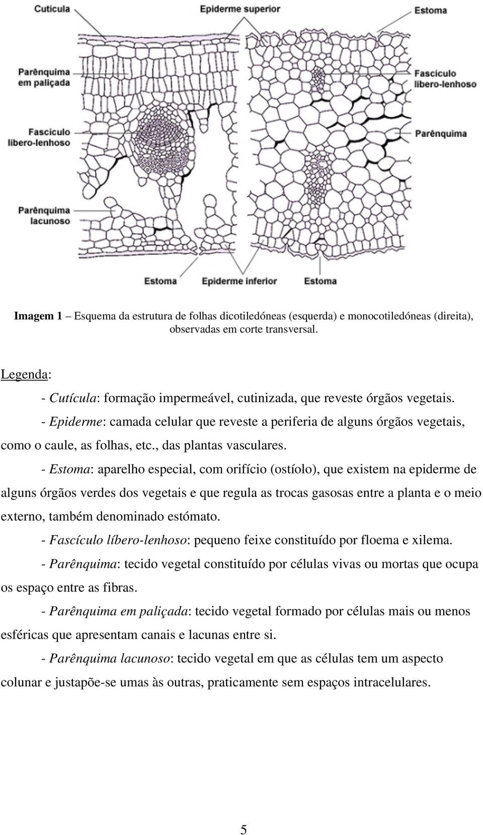 , das plantas vasculares.