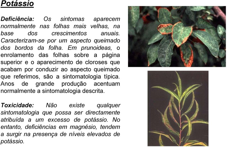 Em prunoideas, o enrolamento das folhas sobre a página superior e o aparecimento de cloroses que acabam por conduzir ao aspecto queimado que referimos, são a