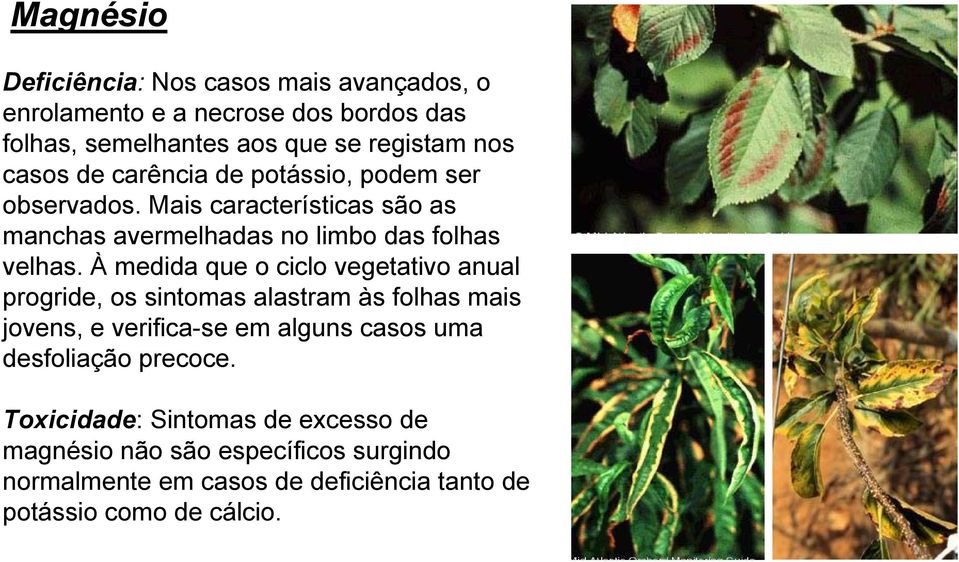 À medida que o ciclo vegetativo anual progride, os sintomas alastram às folhas mais jovens, e verifica-se em alguns casos uma desfoliação