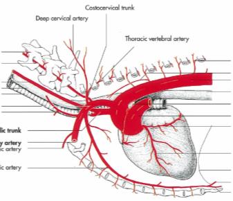Vestígios da circulação fetal após o nascimento Vasos da Base do Coração Circulação Fetal Ciruculação Pós-Natal (3) (4) 1 3 2 1 3 4 2 Veia Umbilical Lig. Redondo do Fígado (1) ca su Ducto Venoso Lig.