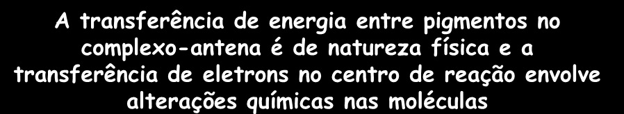 ORGANIZAÇÃO DO APARELHO FOTOSSINTÉTICO A transferência de energia entre pigmentos no complexo-antena é de