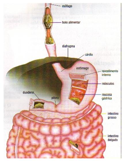 Esôfago: O esôfago é um órgão em forma de tubo, com paredes flexíveis e que méd aproximadamente 25 cm.