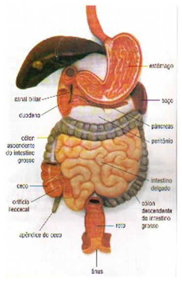 Jejuno e íleo: O jejuno é à parte do intestino delgado que fica situada entre o duodeno e o íleo, mas como o limite entre o jejuno e o íleo não é definida, podemos considerar como uma parte só de