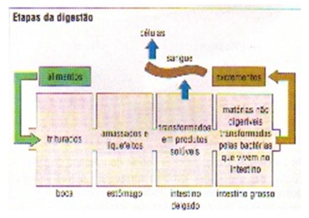 Quadro demonstrativo dos locais das enzimas: Enzimas sucos Ptialina Amilase Pepsina Peptidase Tripsina Invertase Lipase Saliva X Suco gástrico X Suco pancreático X X X Suco entérico X X X Quadro