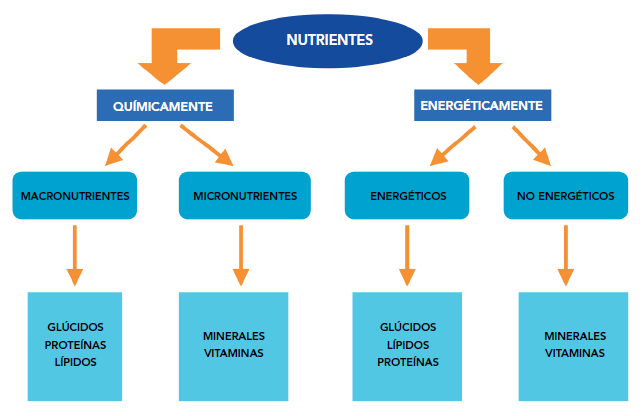 NUTRIENTES ENERGÉTICOS E