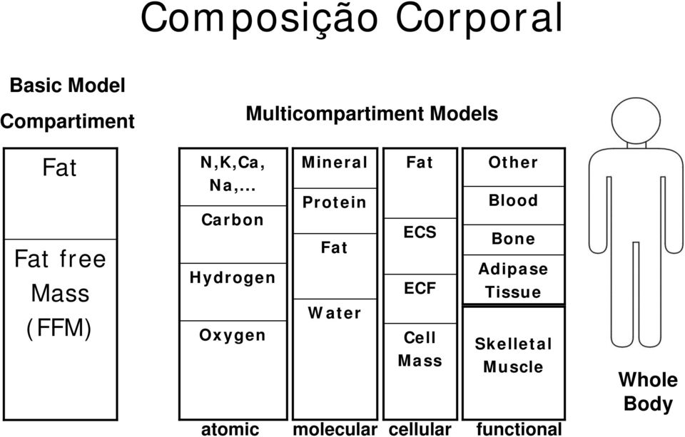 .. Mineral Fat Other Protein Blood Carbon Fat ECS Bone Hydrogen ECF