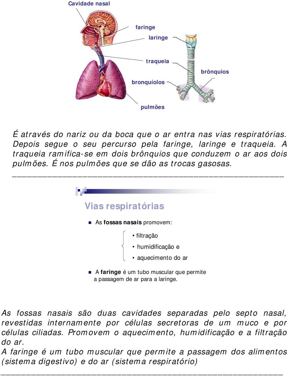 Vias respiratórias As fossas nasais promovem: filtração humidificação e aquecimento do ar A faringe é um tubo muscular que permite a passagem de ar para a laringe.