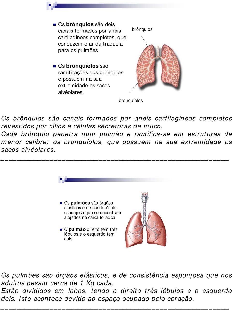 Cada brônquio penetra num pulmão e ramifica-se em estruturas de menor calibre: os bronquíolos, que possuem na sua extremidade os sacos alvéolares.