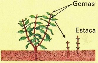 Produção de mudas por estaca Preparo das estacas: Seleciona-se ramos ortotrópicos ou ramos ladrões Cada planta pode fornecer 300 estacas/ano.