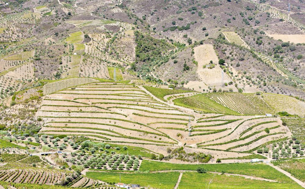 AS REGIÕES AGRÁRIAS PASSADO HISTÓRICO FATORES HUMANOS NORTE - fragmentação da propriedade SUL - predomínio de grandes propriedades O relevo acidentado; Relevo mais ou menos aplanado; O passado A