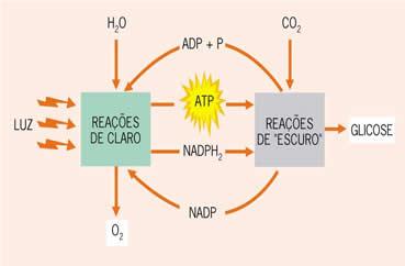 Embora nas equações sempre vemos a GLICOSE como produto da fotossíntese, na realidade pouca glicose livre é