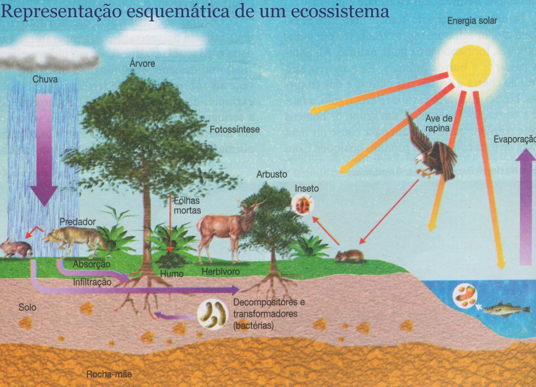 Ecologia e