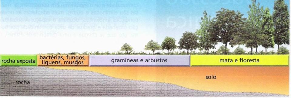 2) Classificação da sucessão ecológica Sucessão Primária Assentamento e o desenvolvimento de