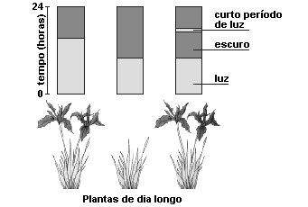 a) A folha é o principal local de produção de glicose em uma planta. Como se explica a baixa porcentagem de glicose na folha?