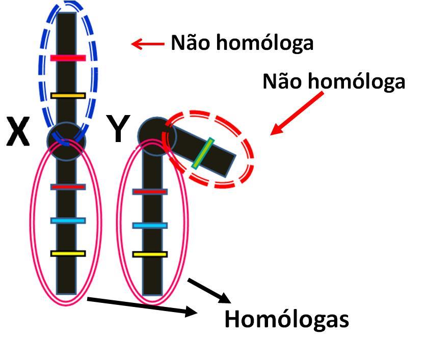 Cromossomos sexuais ou alossomos: são