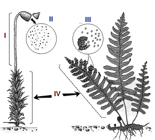 10. (UFV-MG) A figura adiante corresponde a duas plantas com parte de suas estruturas morfológicas e reprodutivas indicadas por I, II, III e IV.