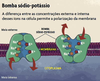 POTÁSSIO Participa do processo de EXCREÇÃO;