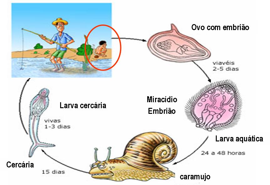 CICLO DE VIDA Schistosoma mansoni