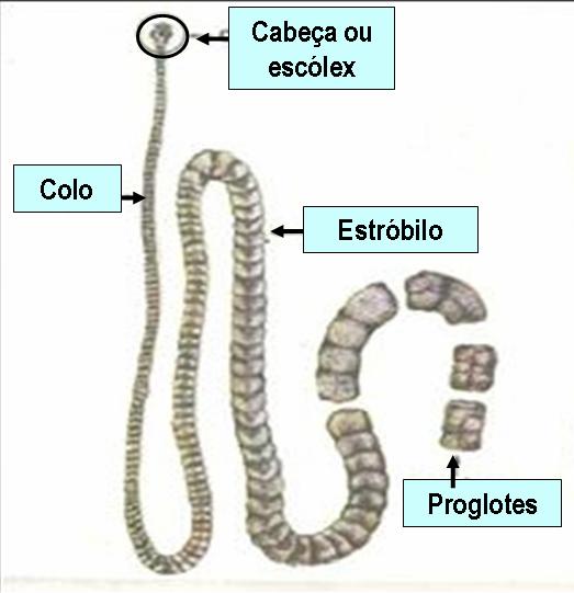 3. Classe Cestoda Endoparasitas; Não possuem sistema digestório (o alimento é absorvido por absorção do hospedeiro). Representantes: Taenia saginata e Taenia solium.