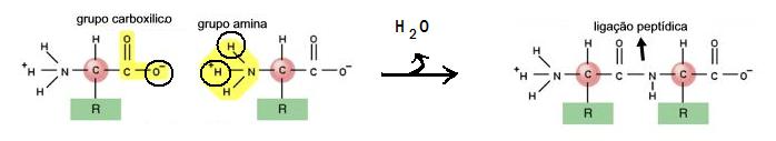 Ligação Peptídica Para formar peptídeos é necessario fazer uma ligação peptídica entre aminoácidos: + aminoterminal Carboxiterminal Na parte esqueda do peptideo (onde fica