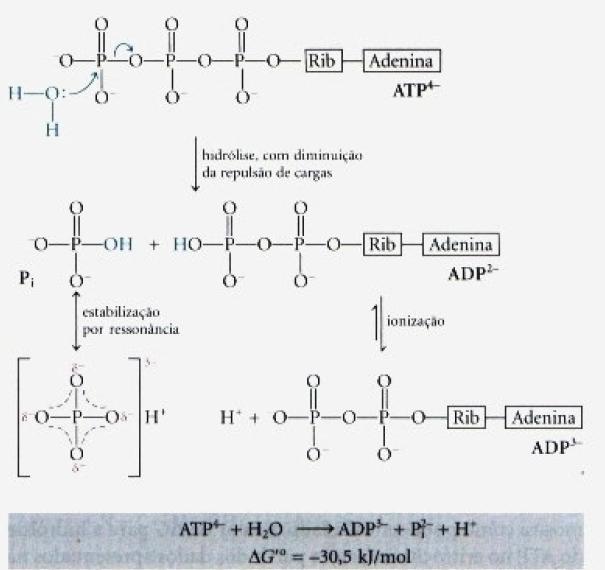 um maior grau de solvatação (hidratação) dos produtos Pi e ADP em relação ao