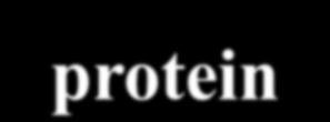 Plasma membrane Plasma membrane Via da fosfolipase C ECF Ca 2+ ECF G protein Phospholipase C PIP 2