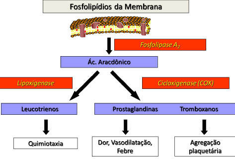 A inibição da agregação plaquetária é irreversível e como as plaquetas não sintetizam novas proteínas, este efeito tem a duração de sete a dez dias.