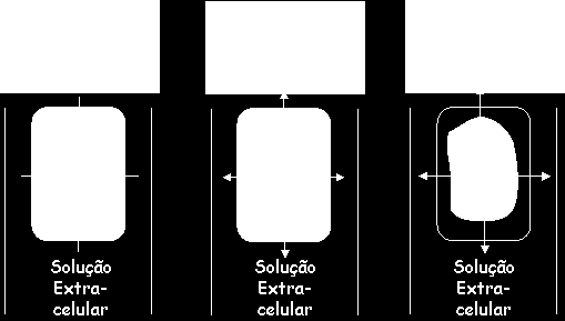 Efeito térmico: congelamento da solução extracelular (> ψ osm ), dando início a formação de cristais de gelo.