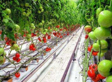 agronómica tendo como objetivo diminuir o