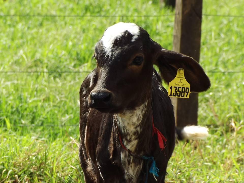 COLHEITA DE DADOS - SAÚDE Ocorrência de diarréias, desidratação