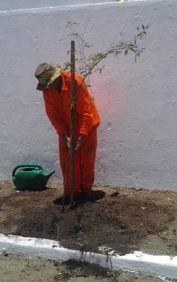 Projetos Estratégicos Plano Municipal de Arborização