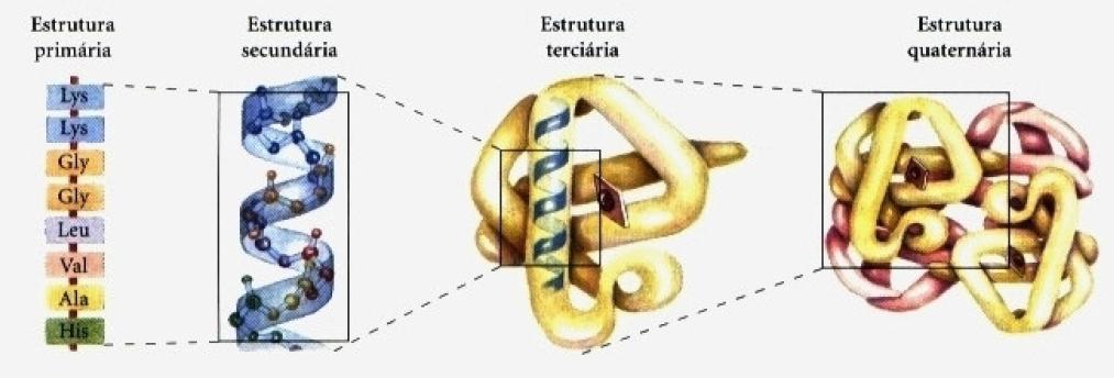 O QUE É UMA PROTEÍNA?