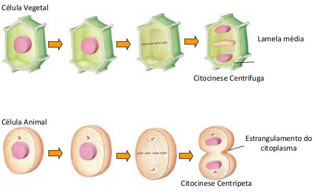 Citocinese Centrípeta Estrangulamento da célula na região equatorial - Anel de filamentos contráteis.