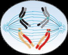 3) Meiose Divisão Reducional ou Meiose I (R!) Metáfase I Cromossomos Homólogos Fibras do fuso Cromossomos homólogos pareados, um oposto ao outro, presos às fribras.