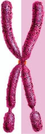 1) Conceitos Prévios Cromossomo Simples 2 braços 1 centrômero Braço Centrômero Braço 1)