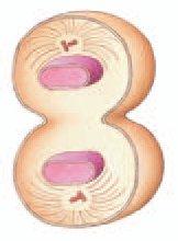 2) Mitose d) Telófase 1. Ocorre a citocinese (divisão do citoplasma) 2. Formação de duas células filhas contendo o mesmo número de cromossomos da célula mãe, porém simples. 3.