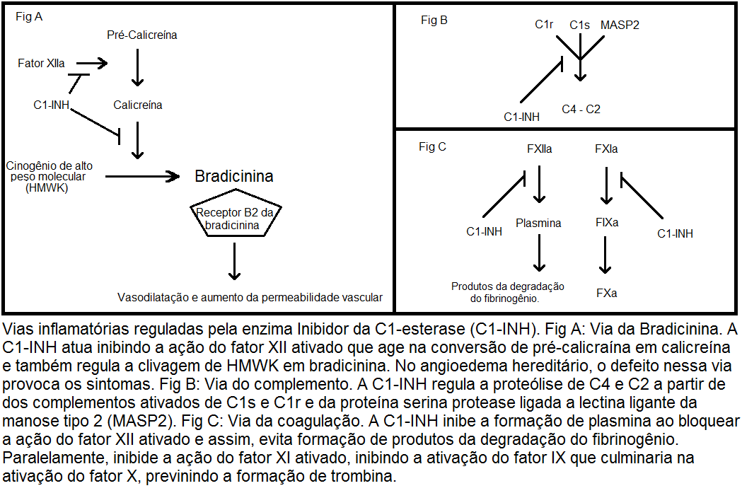 INTRODUÇÃO O angioedema hereditário (HAE) é uma doença autossômica dominante, de penetrância incompleta¹.