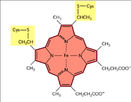 Fosforilação oxidativa Transportadores de