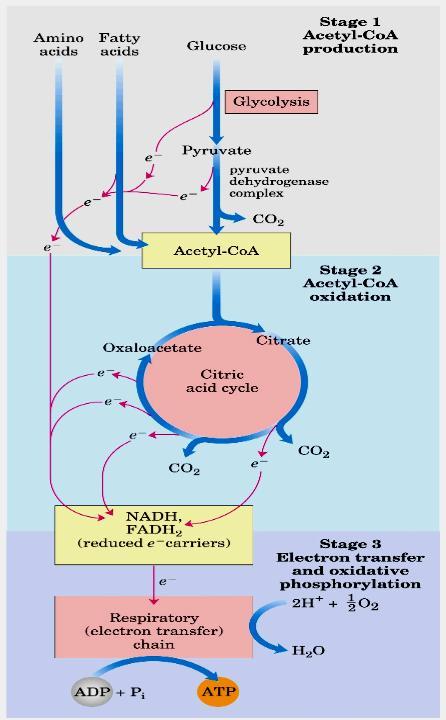 Acontece em uma organela altamente especializada Toda a energia produzida (na forma de carreadores de elétrons) durante a oxidação dos carboidratos, lipídeos e