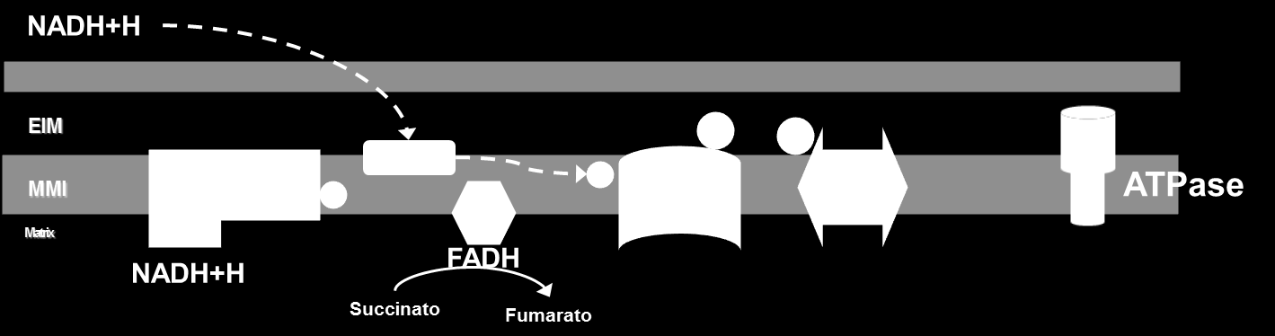 Transportadores de elétrons Como o NAD+ entra na glicólise na matriz da mitocôndria?