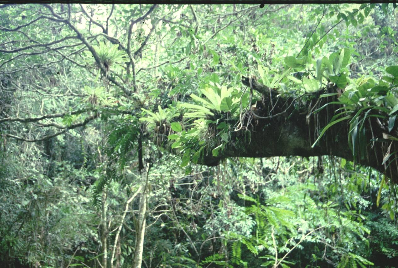 O PAPEL DAS FLORESTAS Regulação-microclimática Produtos florestais Proteção do solo Abrigo da flora e