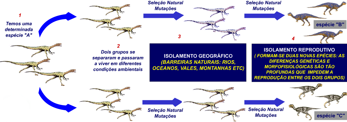 Especiação É o fenômeno pelo qual novas espécies são formadas a partir de uma espécie ancestral comum.