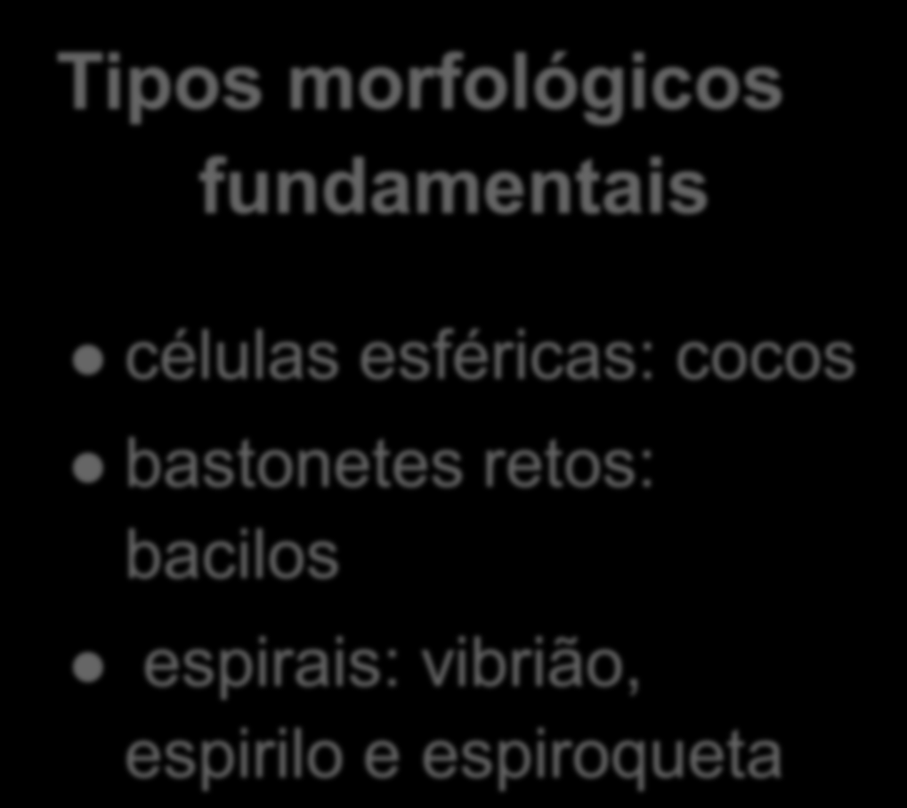 MORFOLOGIA BACTERIANA Diâmetro: 0,2 a 2,0 µm Comprimento: 2 a 8 µm Importante: auxilia a diferenciar as espécies bacterianas