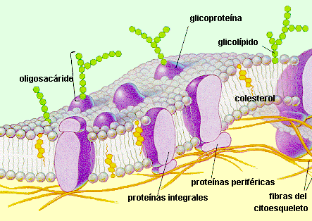 1- ESTRUTURA fosfolipídios proteínas (periféricas e integrais)